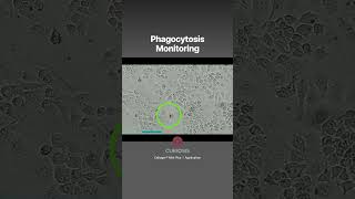 Phagocytosis Monitoring Timelapse video of macrophages Curiosis CellogerMiniPlus shorts [upl. by Xuaegram]