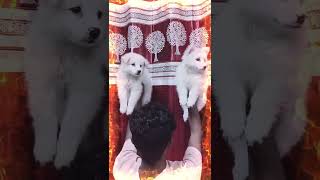 German Spitz Puppies sale in Guwahati 🥰 All Over North East Delivery 📞 9435415967 [upl. by Streetman102]