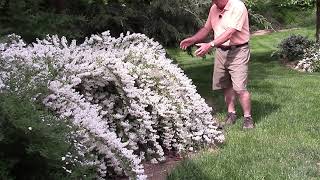 How To Prune Early Flowering Shrubs Like Deutzia Nikko [upl. by Torp]