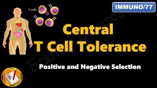 Central T cell Tolerance  Positive and Negative Selection FLImmuno77 [upl. by Maite]