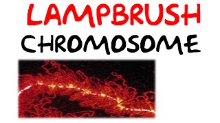 Lampbrush chromosomes [upl. by Grussing]