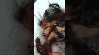 6 week old dapple dachshund puppy calmly sleeping  first days at home dachshund puppy [upl. by Hsan]