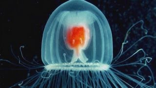 How to Live Forever Be a Jellyfish [upl. by Phillis]