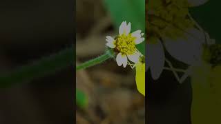 Eurema hecabe  indian Eurema hecabe butterfly  butterfly is playing [upl. by Yecats]