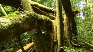 Documental Selva tropical el secreto de la vida [upl. by Pricilla]