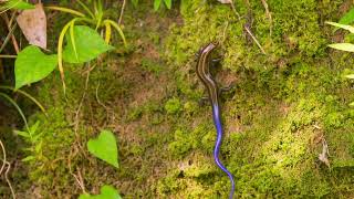 土手のバーバートカゲ Barbours skink 奄美大島 [upl. by Avilo]