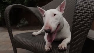 Bull Terrier 101 Is the Bull Terrier Right for You [upl. by Pollard817]