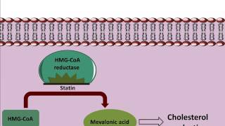 Mechanism of action of Statins [upl. by Llednek]