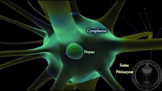 Physiologie du système nerveux  Neurone  partie 1 [upl. by Botsford]