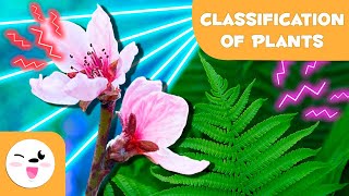 Classification of PLANTS according to their FLOWERS🌼🌳Cryptogams and Phanerogams 🌸 Natural Sciences [upl. by Vittorio]