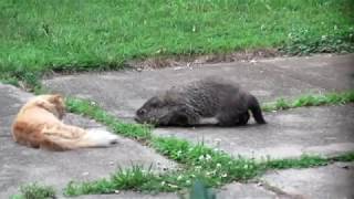 Groundhog vs Cat [upl. by Analiese]