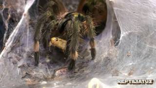 Ultimate tarantula feeding video [upl. by Esirrehc]