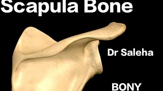 Scapula BoneBony Landmarks Peculiarities Attachments upper limb3d anatomy [upl. by Arramas]