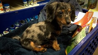 Turbo Tobys First Trip to PetSmart Miniature Dachshund [upl. by Ballman539]