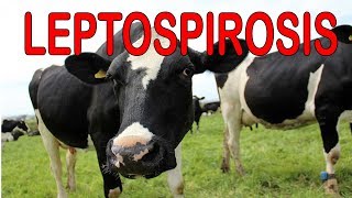 LeptospiraLeptospirosis in CattleLeptospira  causes symptoms diagnosis treatment pathology [upl. by Nnylannej447]