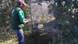 Reintroducción de perdiz roja en fincas de custodia del territorio del Oeste Ibérico [upl. by Butch]