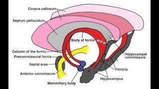 Commissure Fibers The Fornix [upl. by Ynamad]