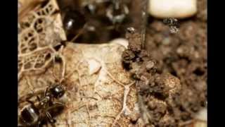 TOP 10 PHOTOS DE MOUCHES PARASITES DE FOURMIS [upl. by Hobbie]