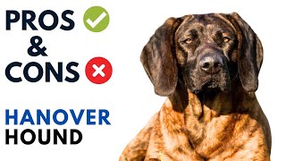 Hanover Hound Pros and Cons  Hanoverian Hound Advantages and Disadvantages [upl. by Elokin146]