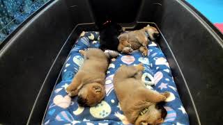 Shiba Inu Puppy Cam  KTeam  Day 26  AM2 [upl. by Donell]