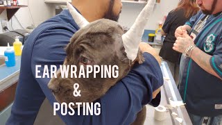 Cane Corso Ear Posting amp Wrapping [upl. by Htebzil977]