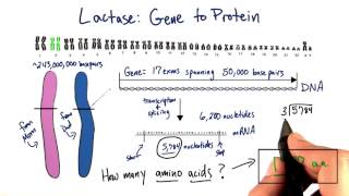 Lactase Gene  Tales from the Genome [upl. by Larret]