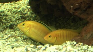 Fische Balzverhalten der gelben Maulbrüter Barsche Labidochromis caeruleus [upl. by Nalyd]