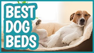 Best Dog Bed in 2019  TOP 11 Dog Beds [upl. by Ramberg]