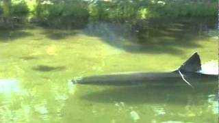 Great White Shark in Massachusetts salt pond [upl. by Fey]