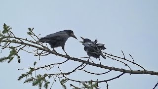 Rook Call  Rooks Calling from a Rookery  Bird Sounds [upl. by Curhan]