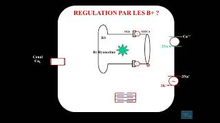 10  Physiologie cardio vasculaire partie 10 [upl. by Hulburt581]