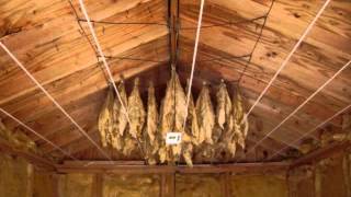 Harvesting Hanging and Curing you own Organic Tobacco [upl. by Amund782]