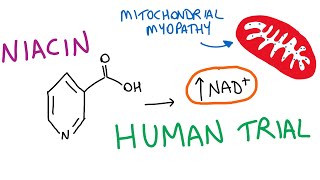 Niacin supplementation human clinical trial mitochondrial myopathy amp healthy controls [upl. by Carbo]