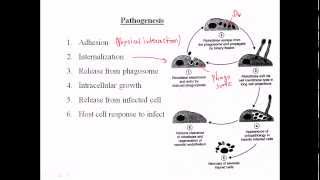 Rickettsia pathogenesis [upl. by Akema265]