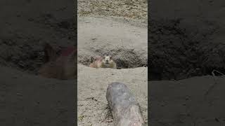 Black Tailed Prairie Dog peering from his hole in the morning zoo shorts nature wildlife [upl. by Kate111]