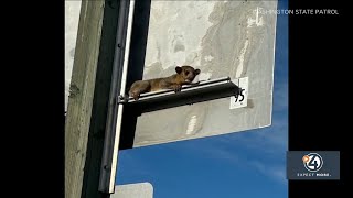 Kinkajou rescued at Yakima rest stop [upl. by Hadlee]