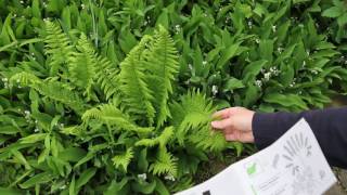 Fern Identification httpblogshewroteorg20171230studyferns [upl. by Ffoeg]