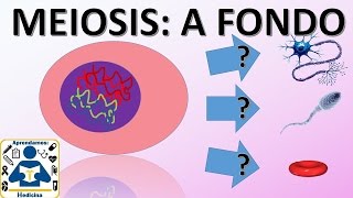 Division Celular Meiosis  🌐 división celular meiosis 🔬  fases  fácil y rápido  biología [upl. by Alik]