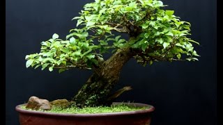 Sageretia Theezans Mame Shohin Bonsai Tree  Bird Plum [upl. by Elpmet]