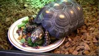 Redfoot Tortoise Care amp Housing HD 720p [upl. by Rudolfo412]