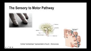 The Science of the Somatosensory System with Dr Emily Splichal [upl. by Siladnerb]