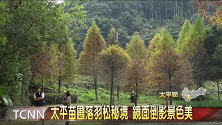 太平苗圃落羽松秘境 鏡面倒影景色美大台中新聞 [upl. by Sacram]