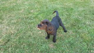 11 Week old Goldador Puppy Playing [upl. by Remark]