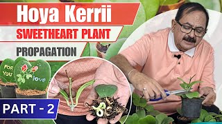 Hoya Kerrii Propagation I How to grow Sweetheart Plant from cutting  Part 2 [upl. by Enoved792]