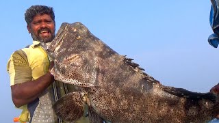 BIGGEST Goliath Grouper fish ever caught [upl. by Treacy]