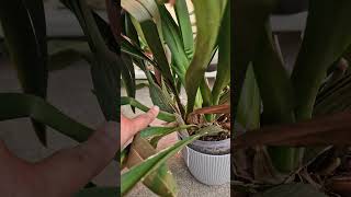 How to Tell When Your Orchid Needs Watering 💧💦 orchidcare [upl. by Dorion374]