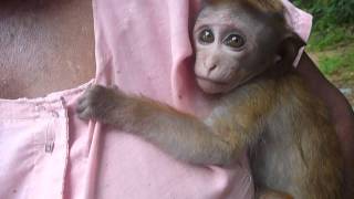 Sri Lankaශ්‍රී ලංකාCeylonBaby Monkey Toque Macaque quotRajuquot [upl. by Syst]