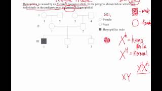 How to Solve Pedigree Diagram Questions IB Biology [upl. by Nawak]