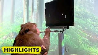 Watch Elon Musks Neuralink monkey play video games with his brain [upl. by Hengel]