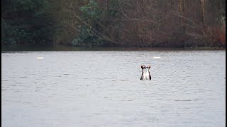 The Great Crested Grebe Courtship episode 2 of Birds of the Urban Jungle [upl. by Hagar]